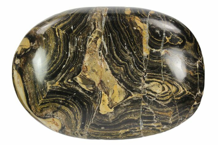 Polished Stromatolite (Greysonia) Pebble - Bolivia #126348